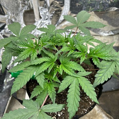 Night Owl Strawberry Popesicle Auto growlog timeline photo