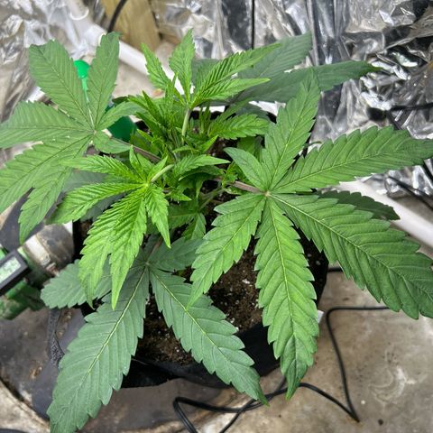 Mephisto Double Grape Auto growlog timeline photo