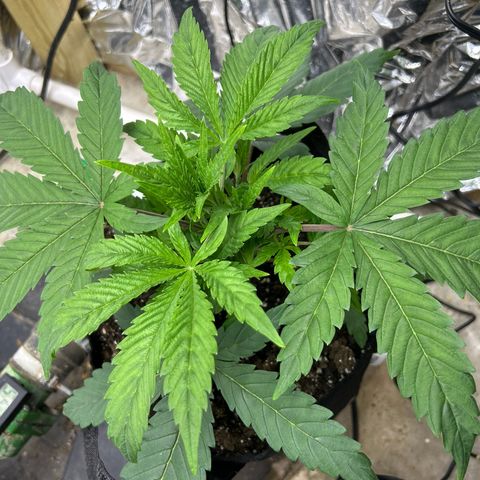 Mephisto Double Grape Auto growlog timeline photo