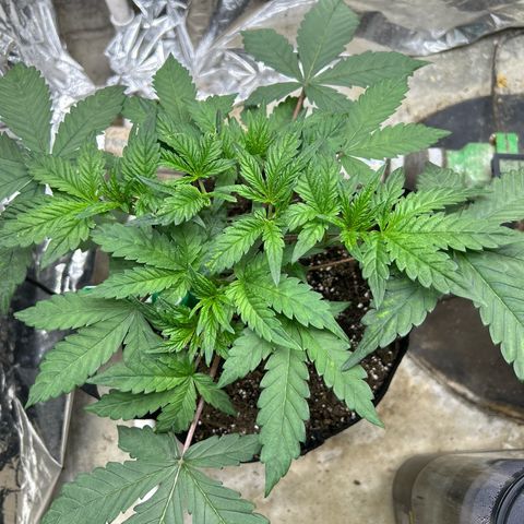 Night Owl Strawberry Popesicle Auto growlog timeline photo