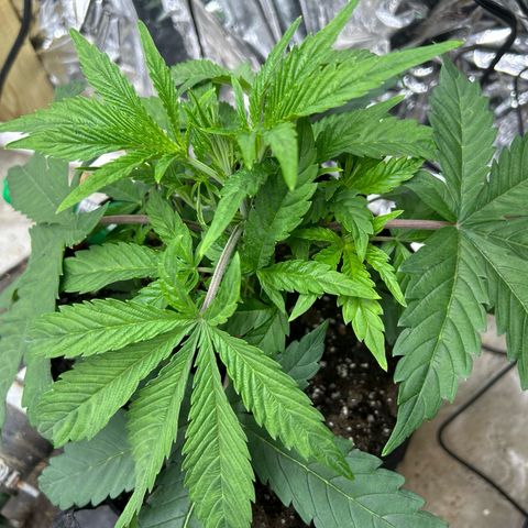Mephisto Double Grape Auto growlog timeline photo