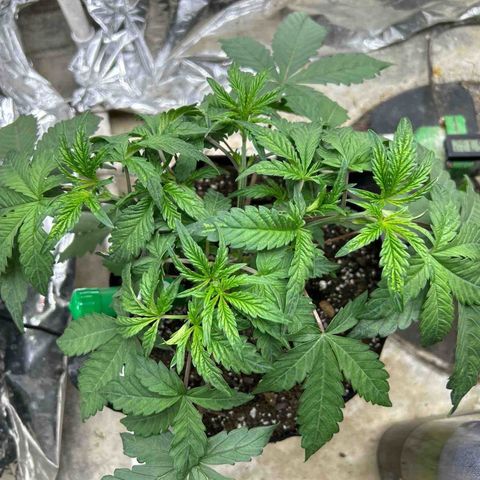 Night Owl Strawberry Popesicle Auto growlog timeline photo