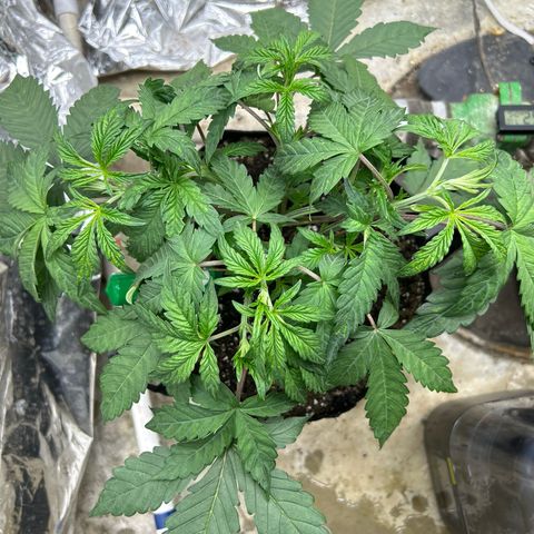 Night Owl Strawberry Popesicle Auto growlog timeline photo