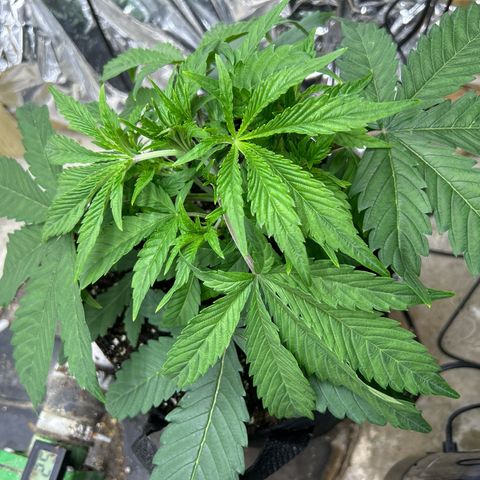 Mephisto Double Grape Auto growlog timeline photo