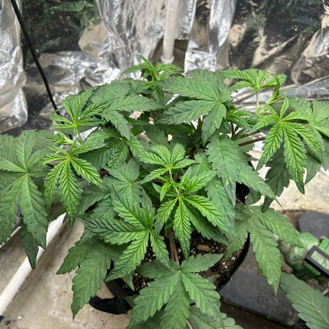 Night Owl Strawberry Popesicle Auto growlog timeline photo