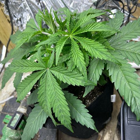 Mephisto Double Grape Auto growlog timeline photo