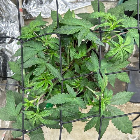 Night Owl Strawberry Popesicle Auto growlog timeline photo