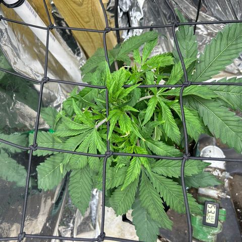 Mephisto Double Grape Auto growlog timeline photo