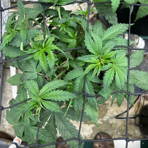 Night Owl Strawberry Popesicle Auto growlog timeline photo