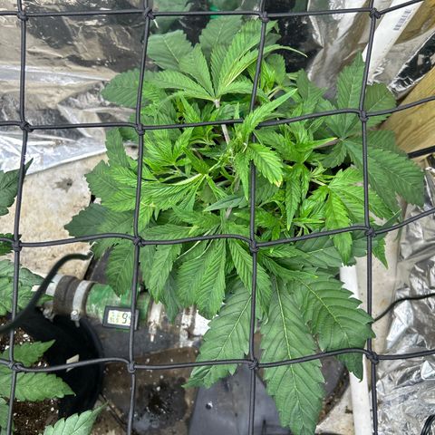 Mephisto Double Grape Auto growlog timeline photo