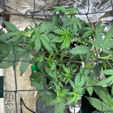 Night Owl Strawberry Popesicle Auto growlog timeline photo