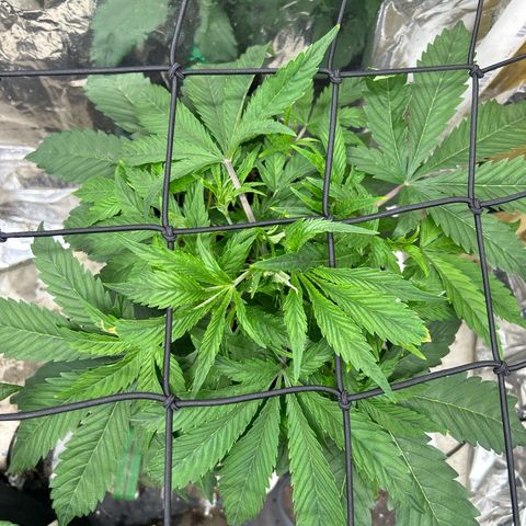 Mephisto Double Grape Auto growlog timeline photo