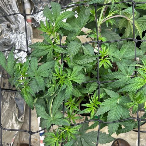 Night Owl Strawberry Popesicle Auto growlog timeline photo