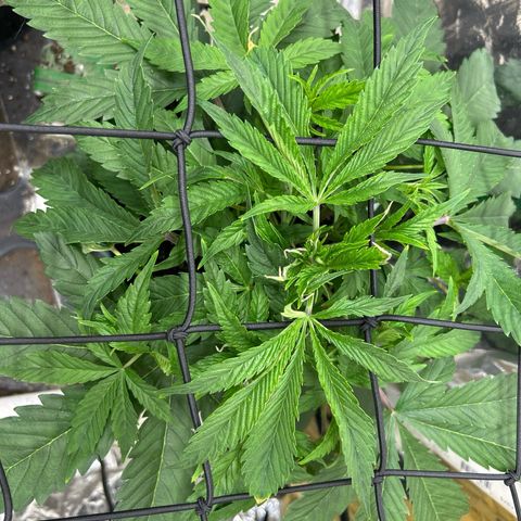Mephisto Double Grape Auto growlog timeline photo