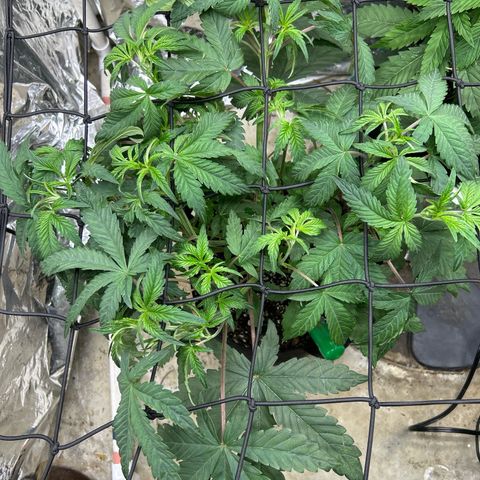 Night Owl Strawberry Popesicle Auto growlog timeline photo