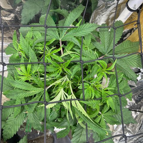Mephisto Double Grape Auto growlog timeline photo