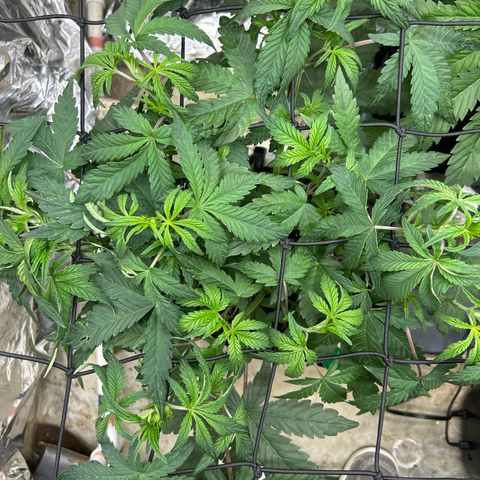 Night Owl Strawberry Popesicle Auto growlog timeline photo