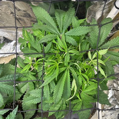 Mephisto Double Grape Auto growlog timeline photo