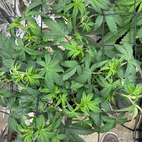 Night Owl Strawberry Popesicle Auto growlog timeline photo