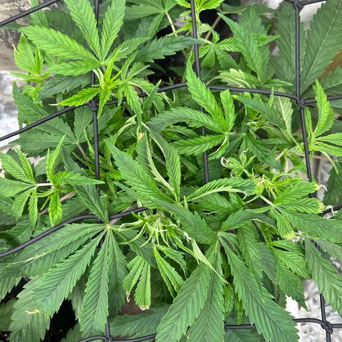 Mephisto Double Grape Auto growlog timeline photo