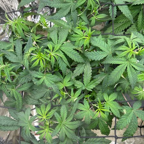Night Owl Strawberry Popesicle Auto growlog timeline photo
