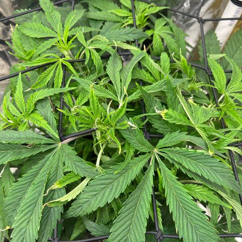 Mephisto Double Grape Auto growlog timeline photo