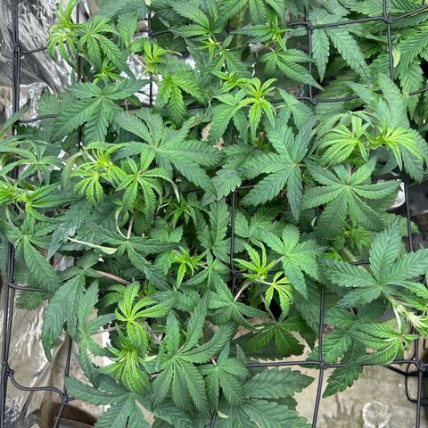 Night Owl Strawberry Popesicle Auto growlog timeline photo