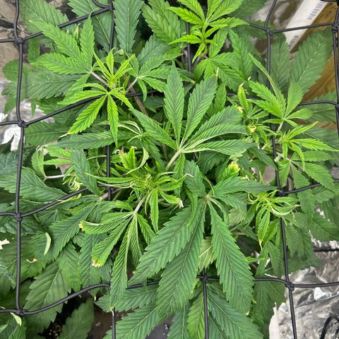 Mephisto Double Grape Auto growlog timeline photo