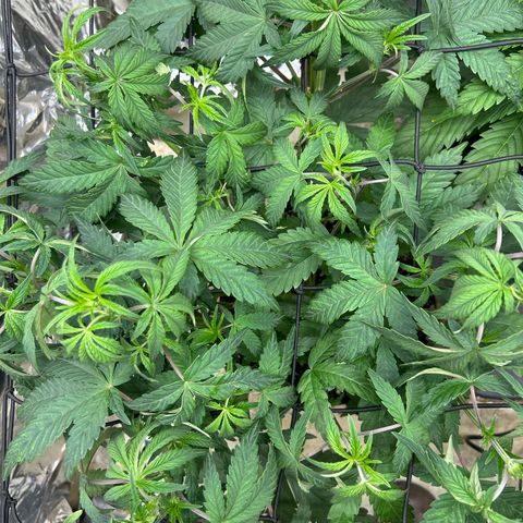 Night Owl Strawberry Popesicle Auto growlog timeline photo