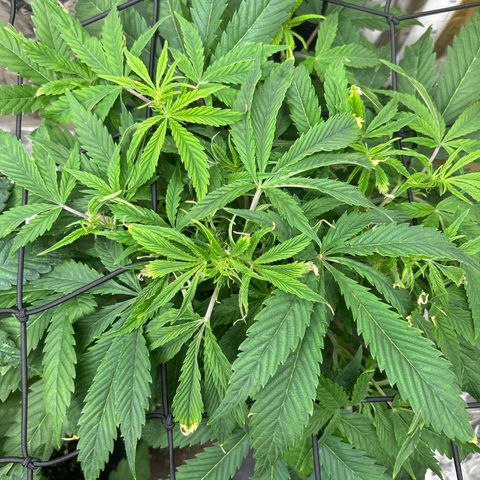 Mephisto Double Grape Auto growlog timeline photo
