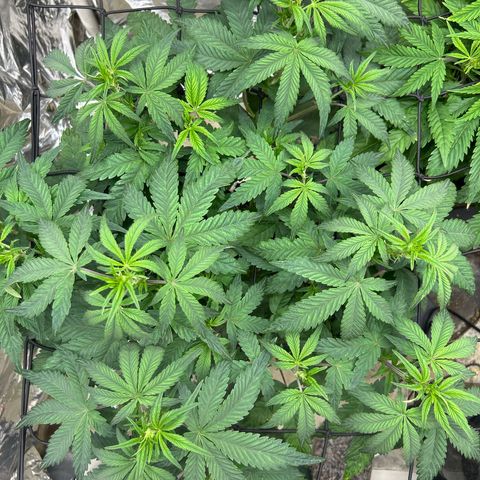 Night Owl Strawberry Popesicle Auto growlog timeline photo