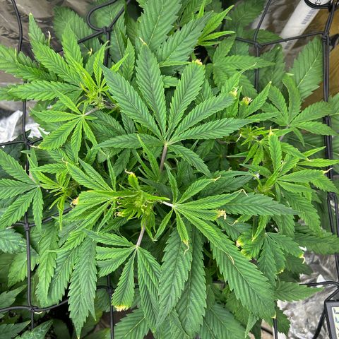 Mephisto Double Grape Auto growlog timeline photo