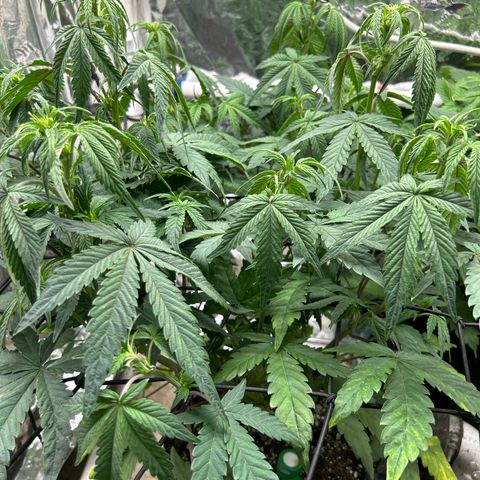 Night Owl Strawberry Popesicle Auto growlog timeline photo