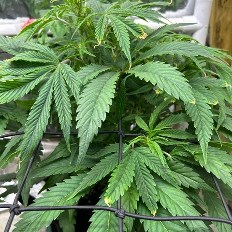 Mephisto Double Grape Auto growlog timeline photo