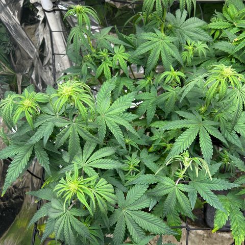 Night Owl Strawberry Popesicle Auto growlog timeline photo
