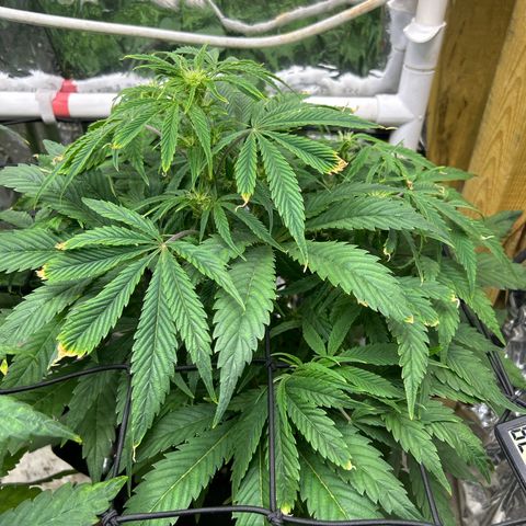 Mephisto Double Grape Auto growlog timeline photo