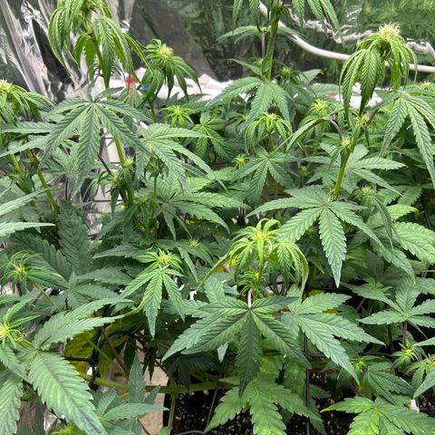 Night Owl Strawberry Popesicle Auto growlog timeline photo