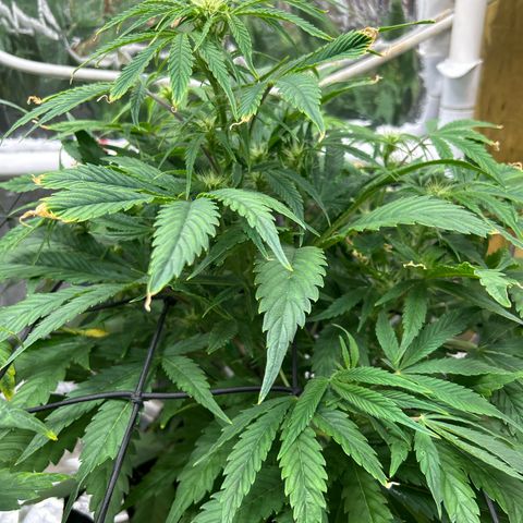 Mephisto Double Grape Auto growlog timeline photo