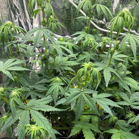 Night Owl Strawberry Popesicle Auto growlog timeline photo