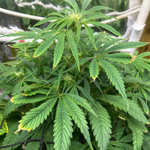 Mephisto Double Grape Auto growlog timeline photo