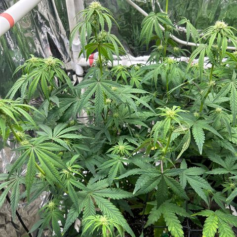 Night Owl Strawberry Popesicle Auto growlog timeline photo