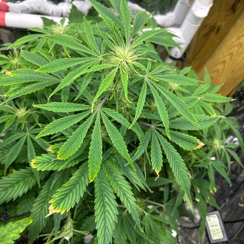 Mephisto Double Grape Auto growlog timeline photo