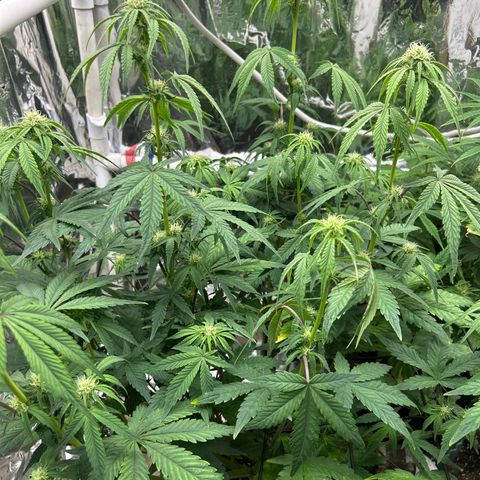 Night Owl Strawberry Popesicle Auto growlog timeline photo
