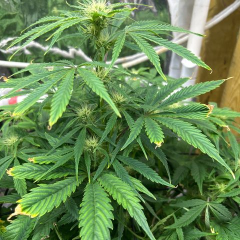 Mephisto Double Grape Auto growlog timeline photo