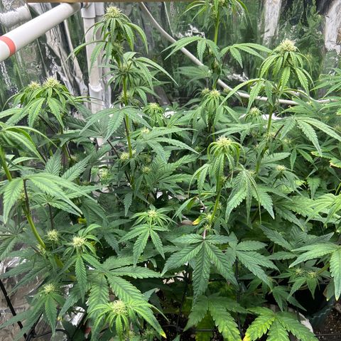 Night Owl Strawberry Popesicle Auto growlog timeline photo