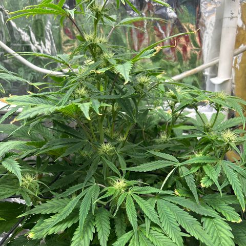 Mephisto Double Grape Auto growlog timeline photo