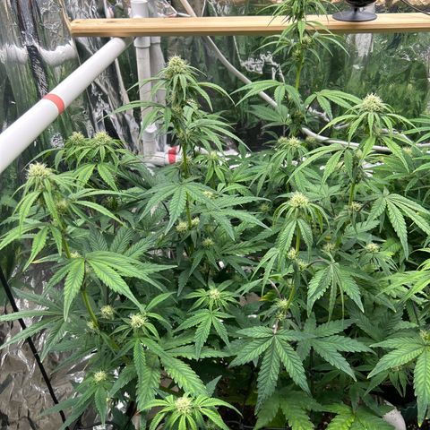 Night Owl Strawberry Popesicle Auto growlog timeline photo