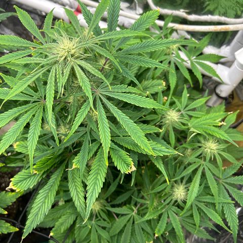 Mephisto Double Grape Auto growlog timeline photo