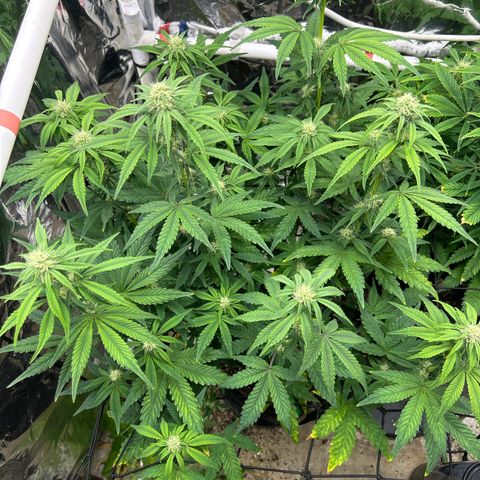 Night Owl Strawberry Popesicle Auto growlog timeline photo