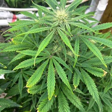 Mephisto Double Grape Auto growlog timeline photo